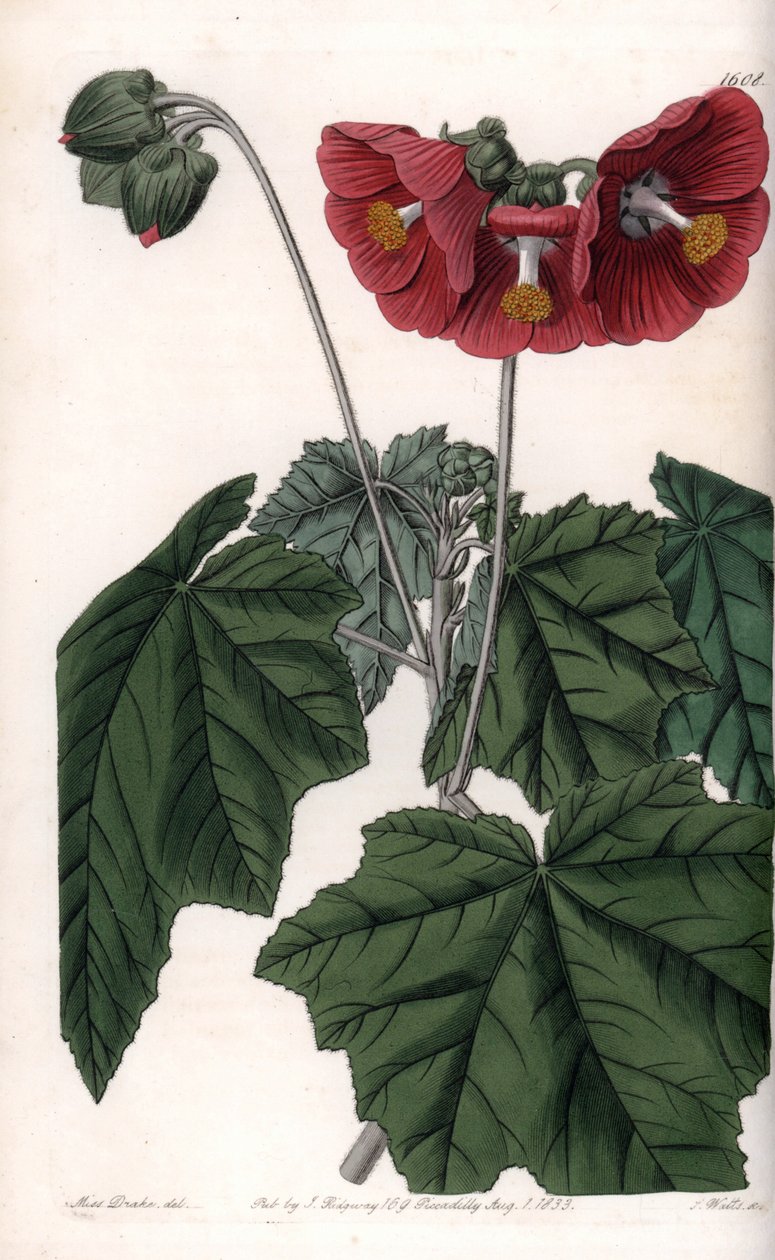 Phymosia varietà, fiori rossi, nativa del Messico (incisione di S. Watts, illustrazione di Sarah Anne Drake, dal Botanical Register di Sydenham Edwards) da Sydenham Teast Edwards