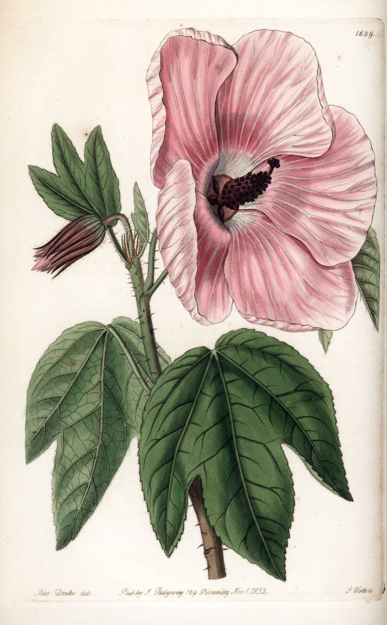 Ibisco rosa da Sydenham Teast Edwards