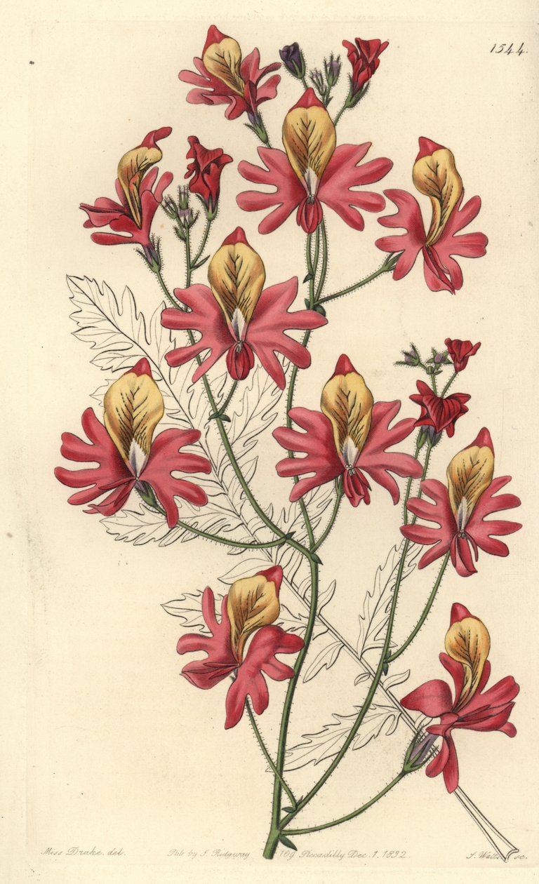 Orchidea del povero, Schizanthus grahamii da Sydenham Teast Edwards