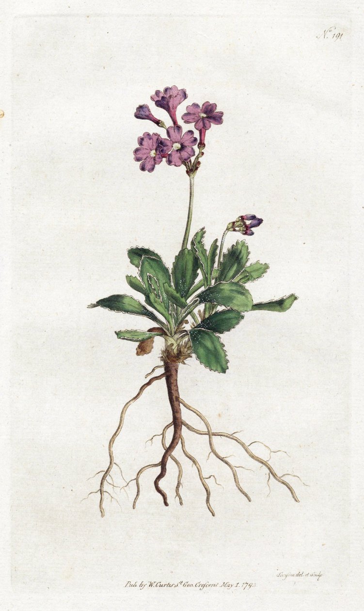 Primula marginata - Litografia di Sydenham Edwards (1768-1819), tavola dal Botanical Magazine di William Curtis (1746-1799) da Sydenham Teast Edwards