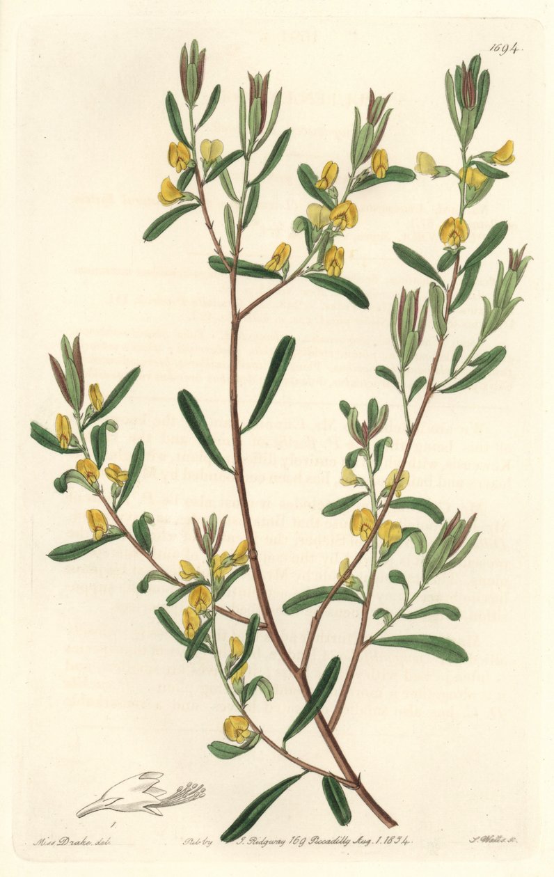 Pultanea flexilis, nativa dell