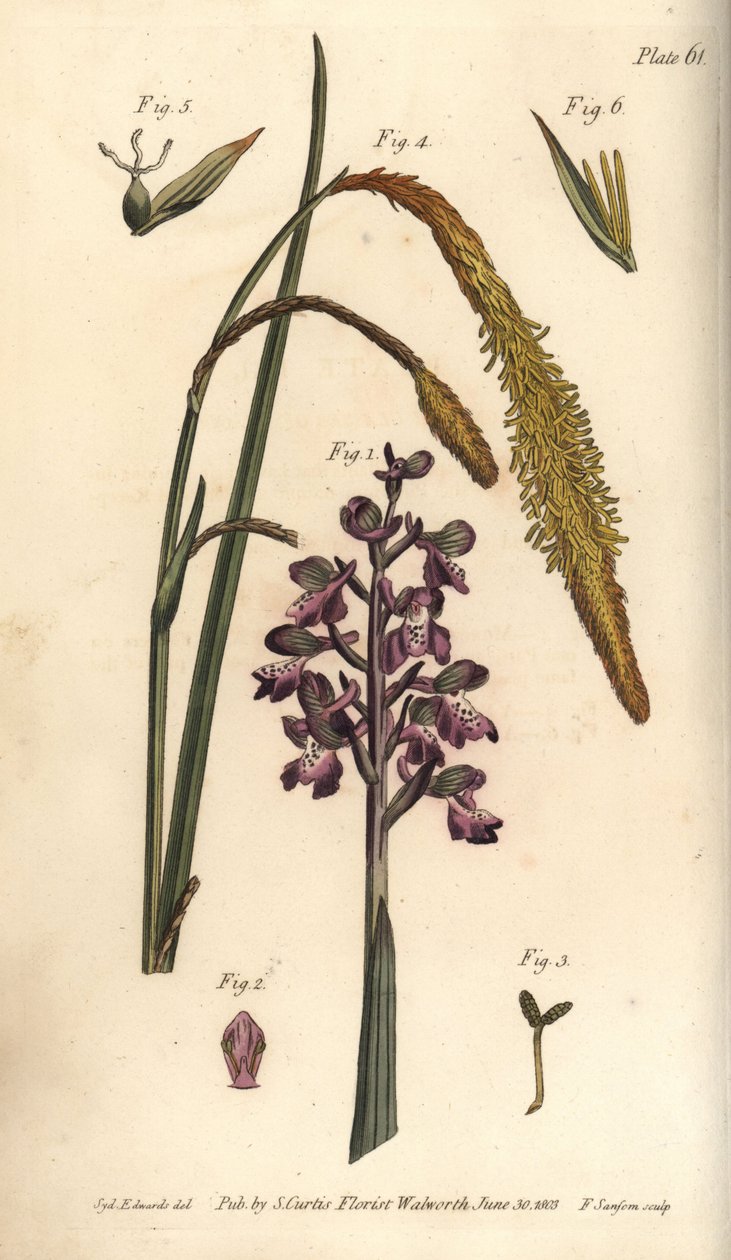 Orchidea viola, Orchis mascula, Gynandria da Sydenham Teast Edwards