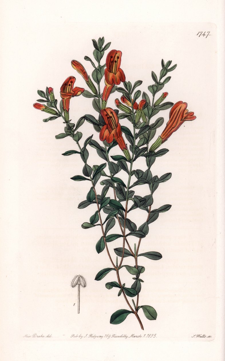 Clinopode rosso varietà - Incisa da S. Watts, da un