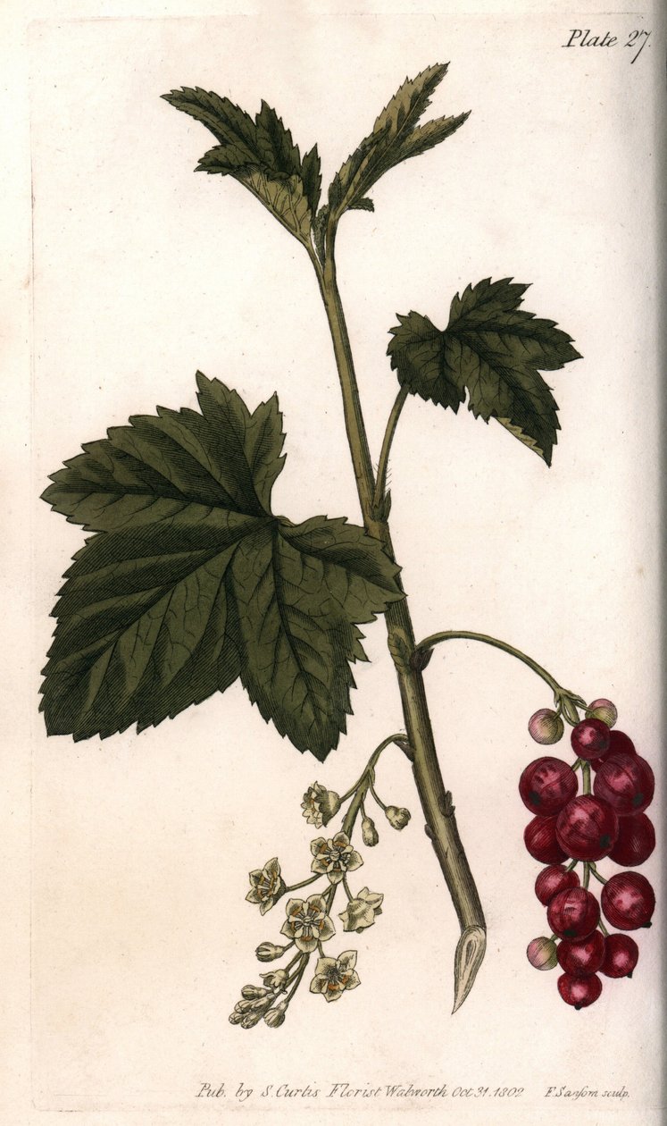 Ribes rosso da Sydenham Teast Edwards