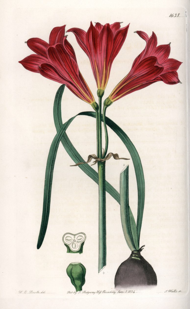 Rodophiale bifida da Sydenham Teast Edwards