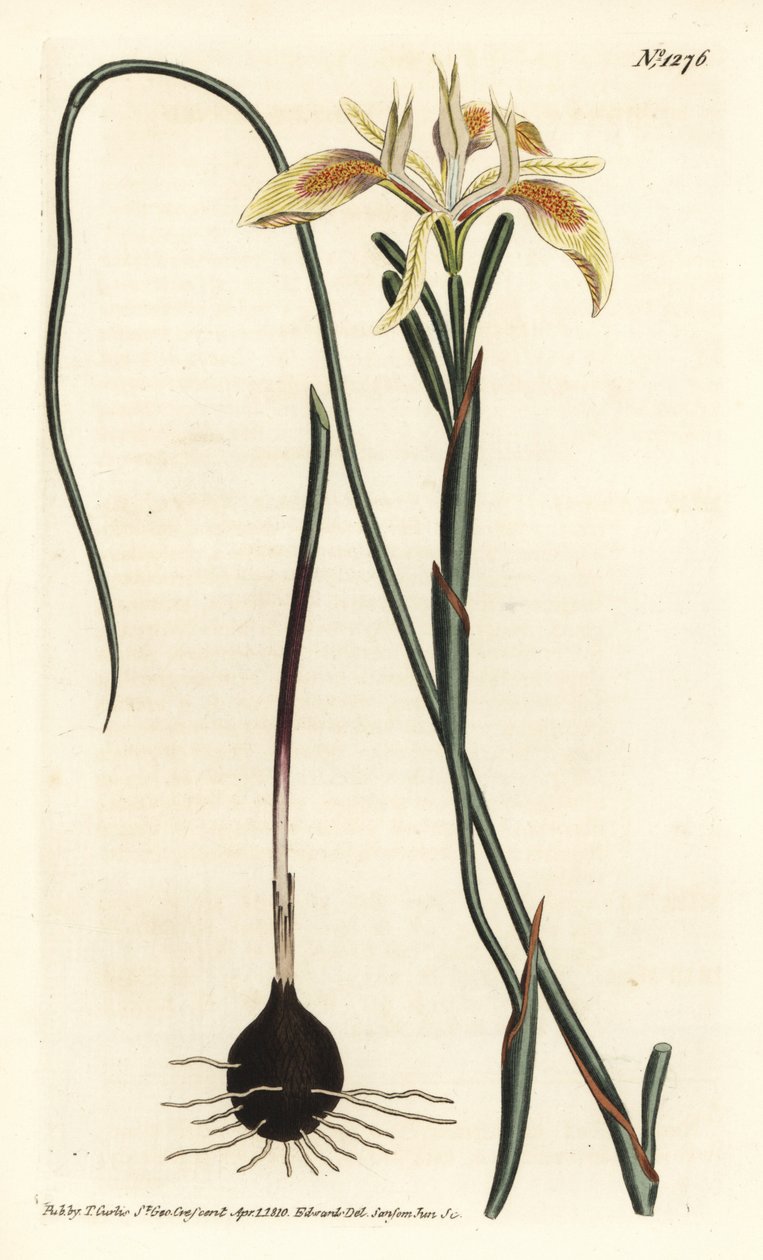 Moraea a foglie arrotolate, Moraea angusta da Sydenham Teast Edwards