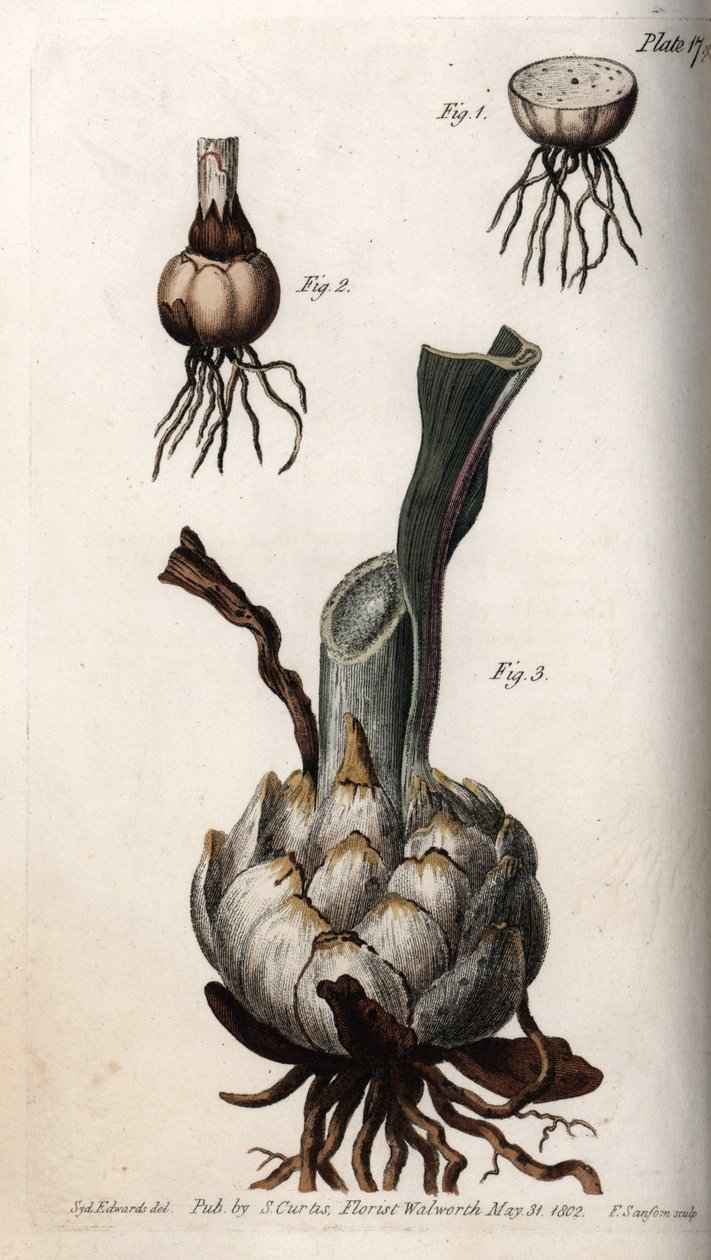 Radice e bulbo di gigli. Incisione a rame colorata, illustrazione di Sydenham Edwards per le Conferenze di Botanica, Giardino Botanico di Lambeth (Inghilterra) da Sydenham Teast Edwards