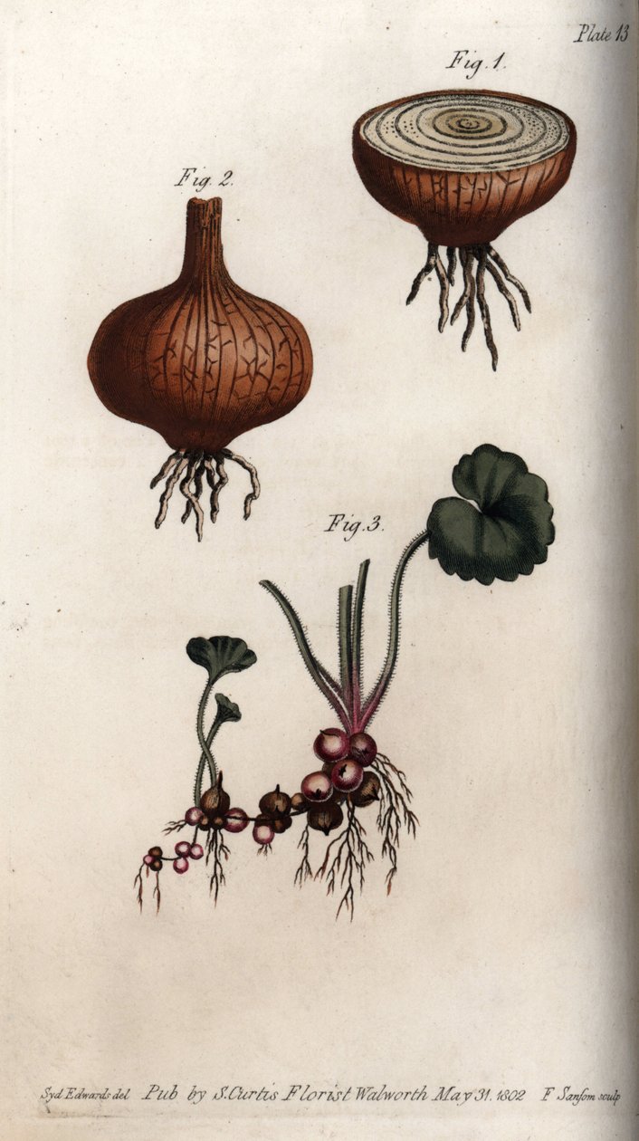 Radici e bulbi di cipolla e sassifraga, granulee o cosiddetti bulbilli (incisione colorata di Sydenham Edwards per le Conferences of Botanical, Botanical Garden of Lambeth) da Sydenham Teast Edwards