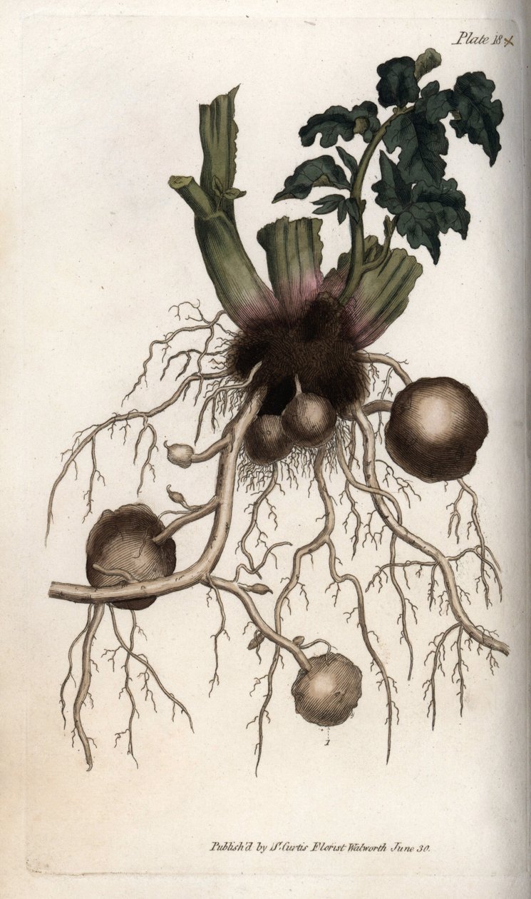 Radici e tuberi di una patata da seme (incisione colorata di Sydenham Edwards per le Conferences of Botanical, Botanical Garden of Lambeth) da Sydenham Teast Edwards