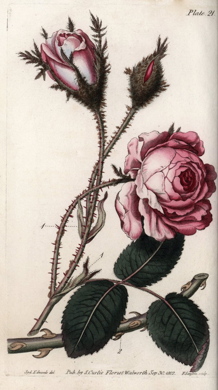 Rosa, fiore di rosa cento petali. Incisione a rame colorata, illustrazione di Sydenham Edwards per le Conferenze di Botanica, Giardino Botanico di Lambeth (Inghilterra) da Sydenham Teast Edwards
