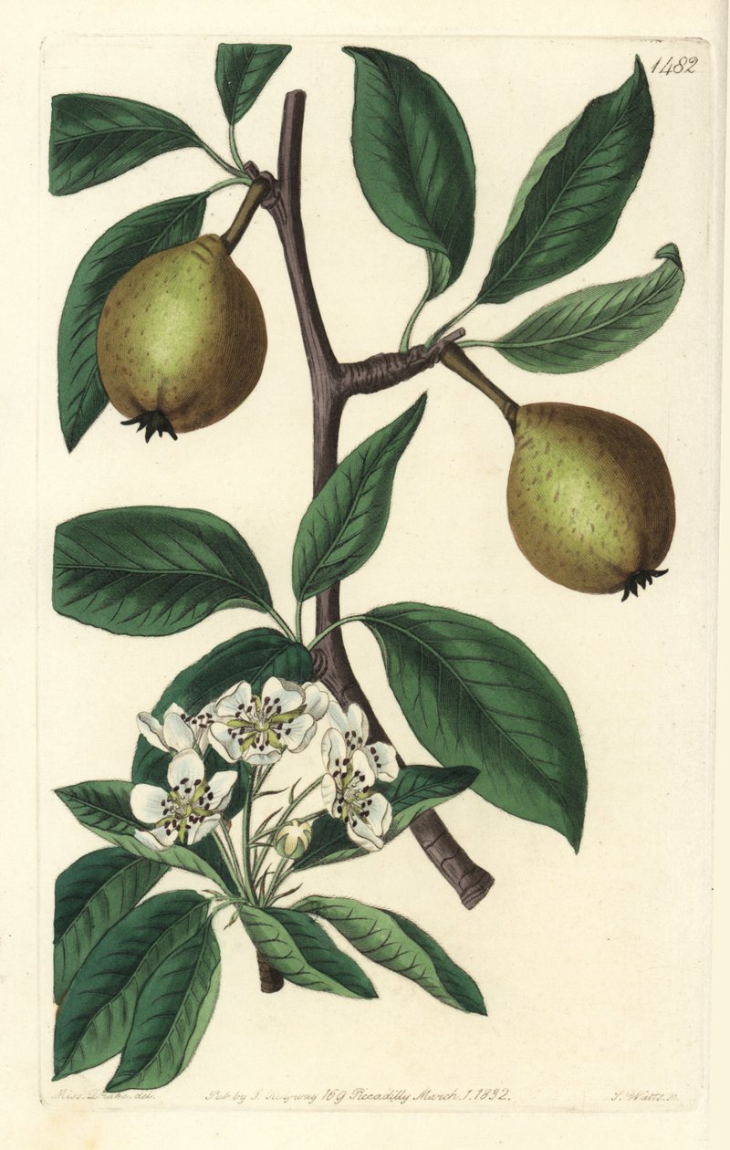 Pyrus salviifolia da Sydenham Teast Edwards