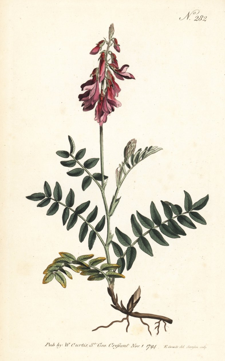Sulla alpina da Sydenham Teast Edwards