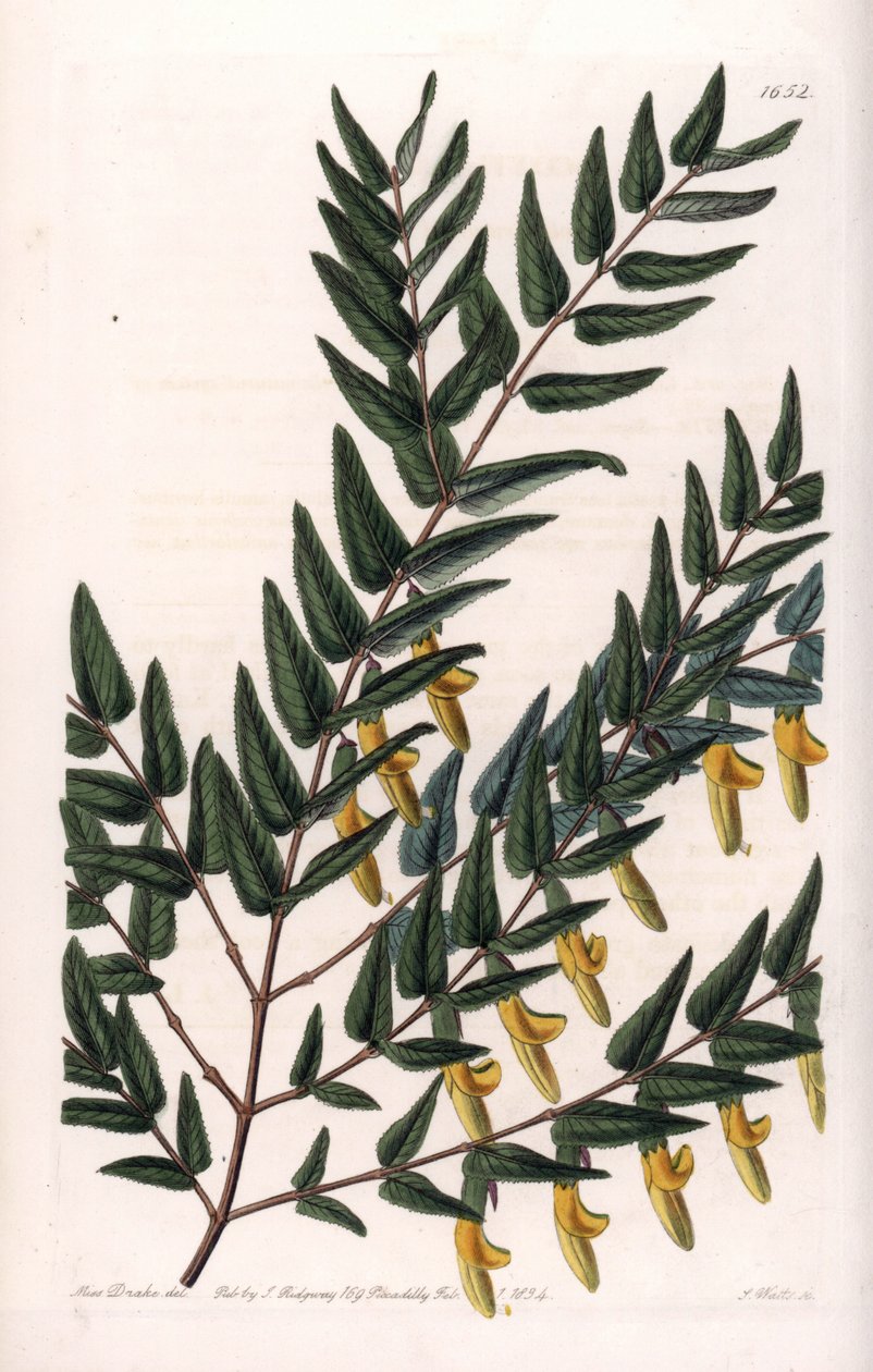 Scotia a rami lisci (incisione di S.Watts, illustrazione di Sarah Anne Drake, dal Botanical Register di Sydenham Edwards) da Sydenham Teast Edwards