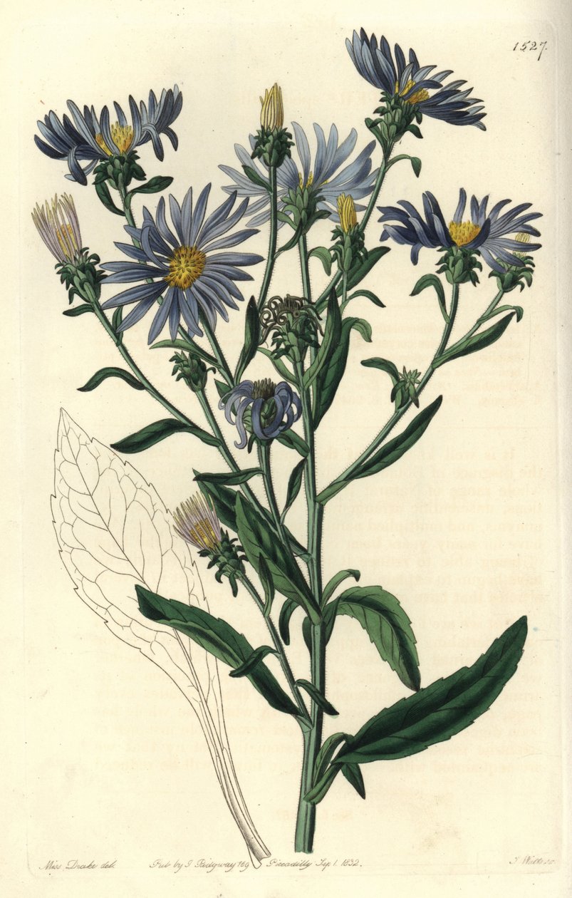 Aster spettacolare da Sydenham Teast Edwards