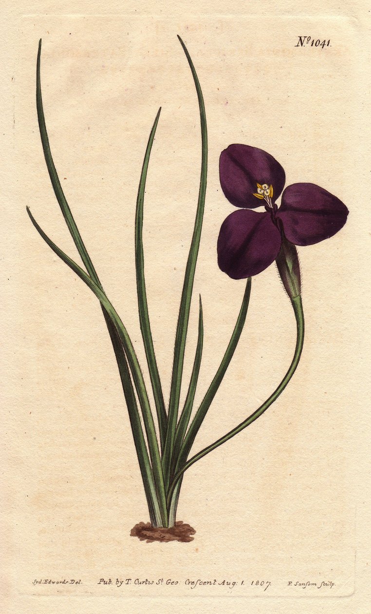 Patersonia setosa con fiore viola scuro (incisione di S.Watts, illustrazione di Sarah Anne Drake, dal Botanical Register di Sydenham Edwards) da Sydenham Teast Edwards