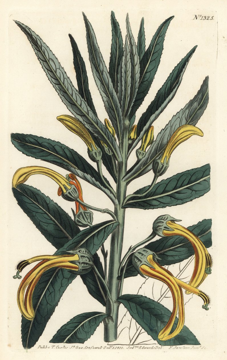 Siphocampylus giganteus, in pericolo (Lobelia gigantea). Incisione a mano colorata a rame di F. Sansom Jr. da un