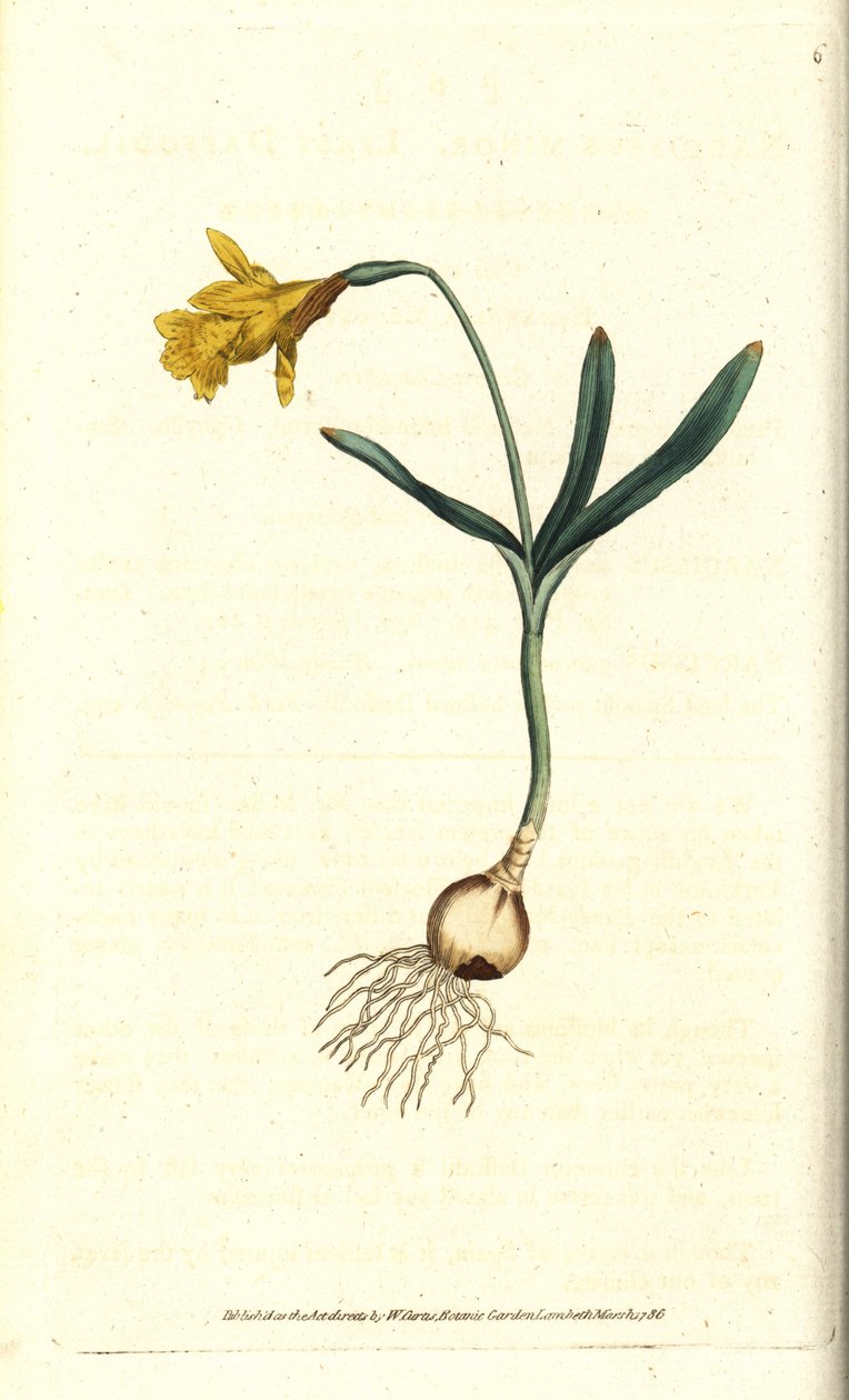 Narciso piccolo (incisione a mano colorata di James Sowerby dal The Botanical Magazine di William Curtis) da Sydenham Teast Edwards