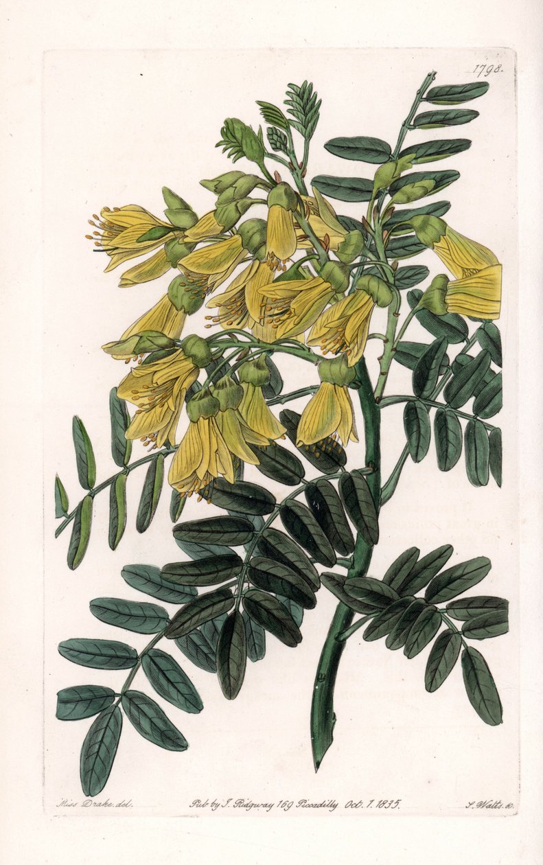 Sophora sudamericana varietà da Sydenham Teast Edwards