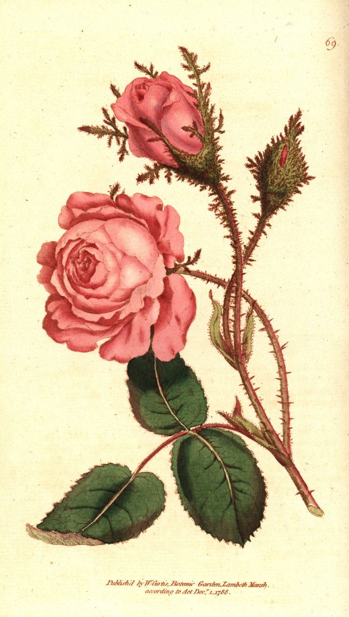 Rosa scintillante - Rosa muscosa da Sydenham Teast Edwards