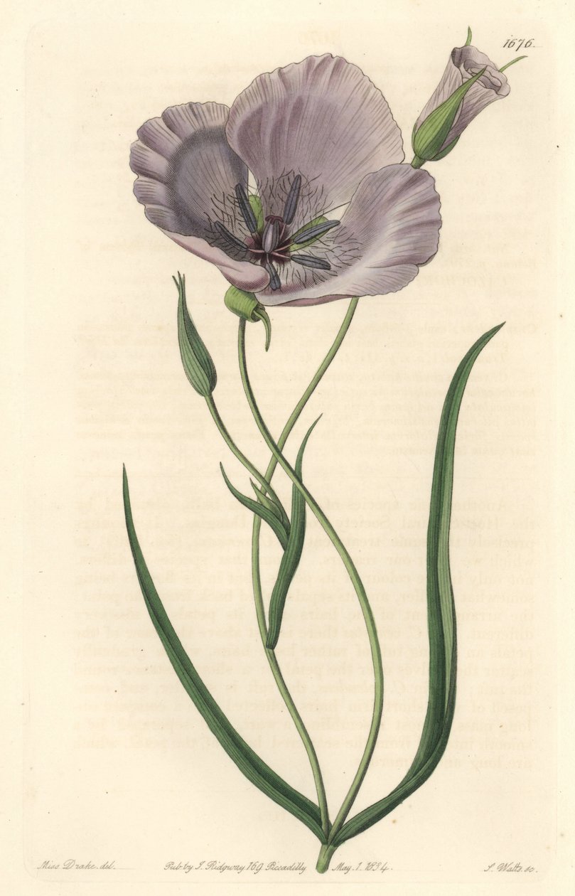 Splendido calochorte (splendido mariposa), nativo della California - Calochortus splendens, nativo della California - Incisione a mano colorata a rame di S. Watts da un