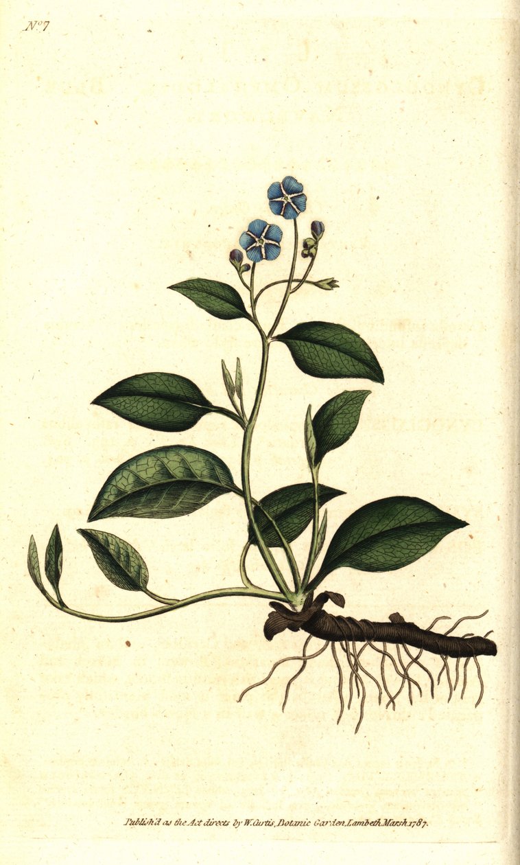 Omphalodes primaverile o Borragine primaverile - Omphalodes verna da Sydenham Teast Edwards