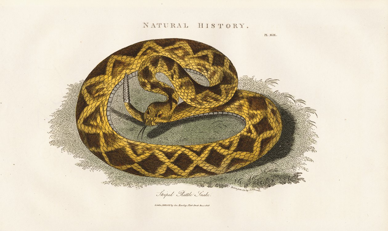 Serpente a sonagli striato da Sydenham Teast Edwards