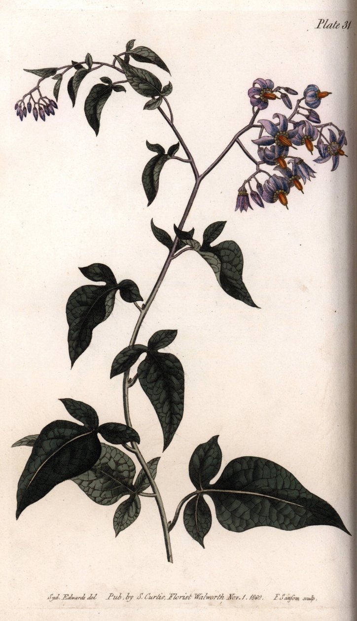 Dolce amaro o amaro dolce (incisione colorata di Sydenham Edwards per le Conferences of Botanical, Botanical Garden of Lambeth) da Sydenham Teast Edwards