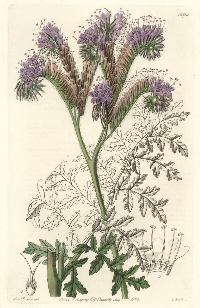 Phacelia a foglia di tanaceto, originaria della California - Acquaforte di S. Watts da un