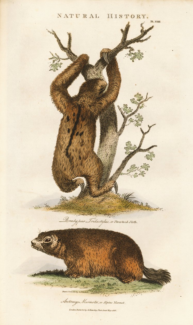 Bradipo tridattilo e marmotta alpina da Sydenham Teast Edwards