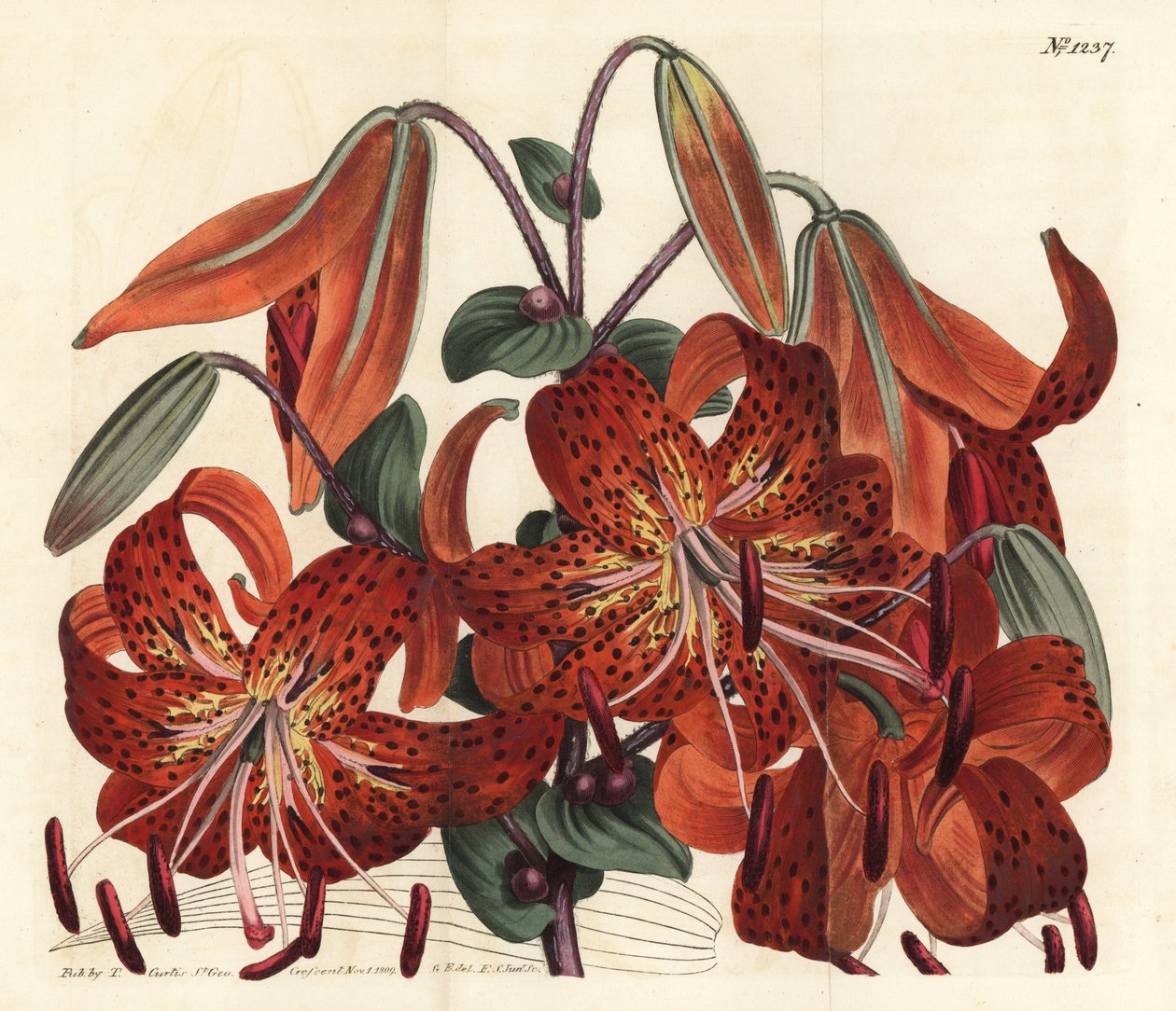 Giglio tigrato, Lilium lancifolium (Giglio cinese maculato, Lilium tigrinum). Incisione a mano colorata a rame di F. Sansom Jr. da un