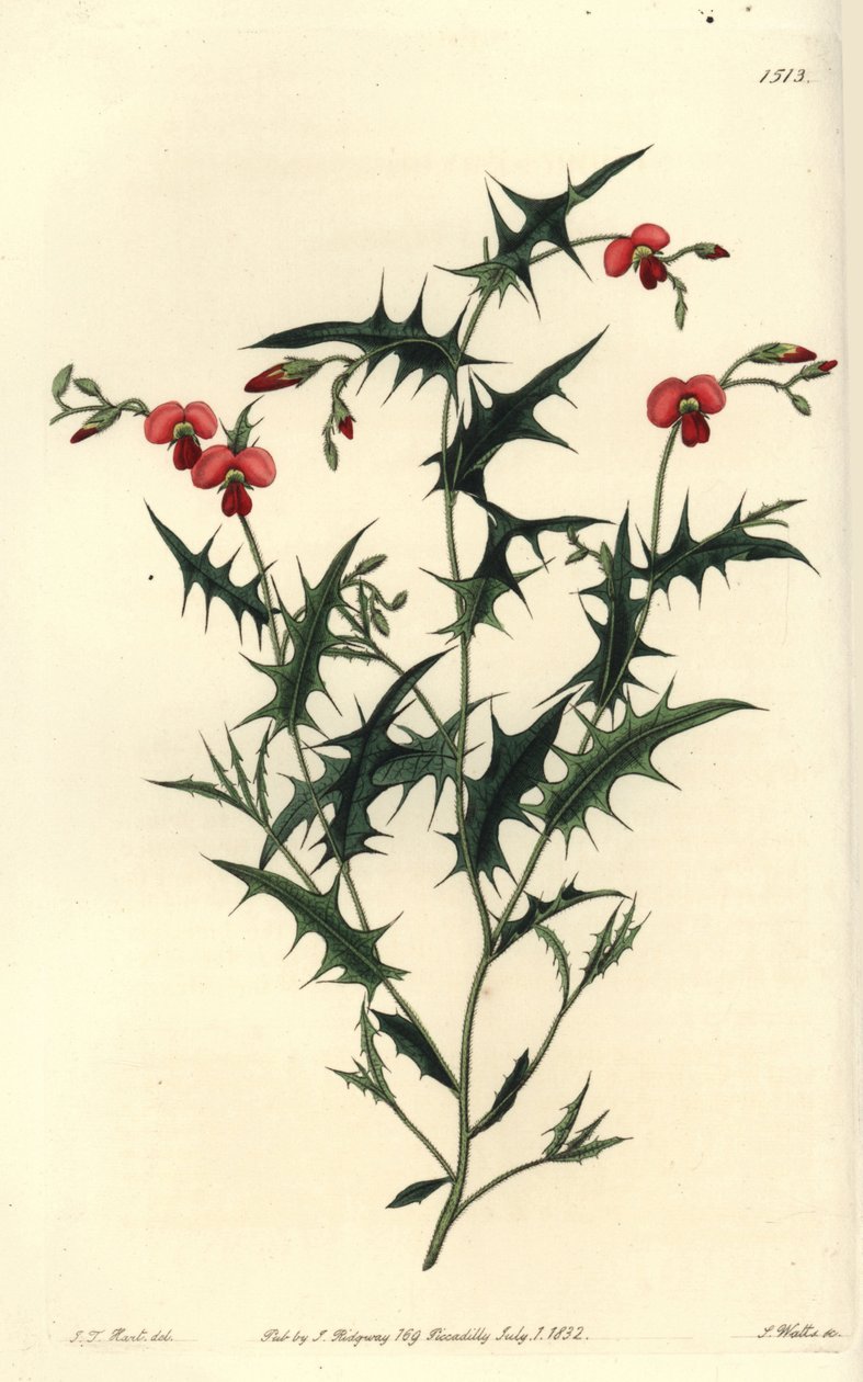 Chorozema triangolare, Chorozema triangulare da Sydenham Teast Edwards