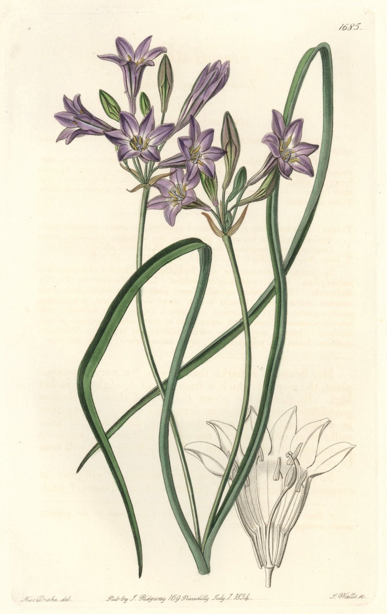 Triteleia o brodiacea lache da Sydenham Teast Edwards