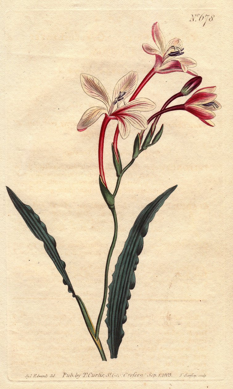 Tritonia crispa da Sydenham Teast Edwards