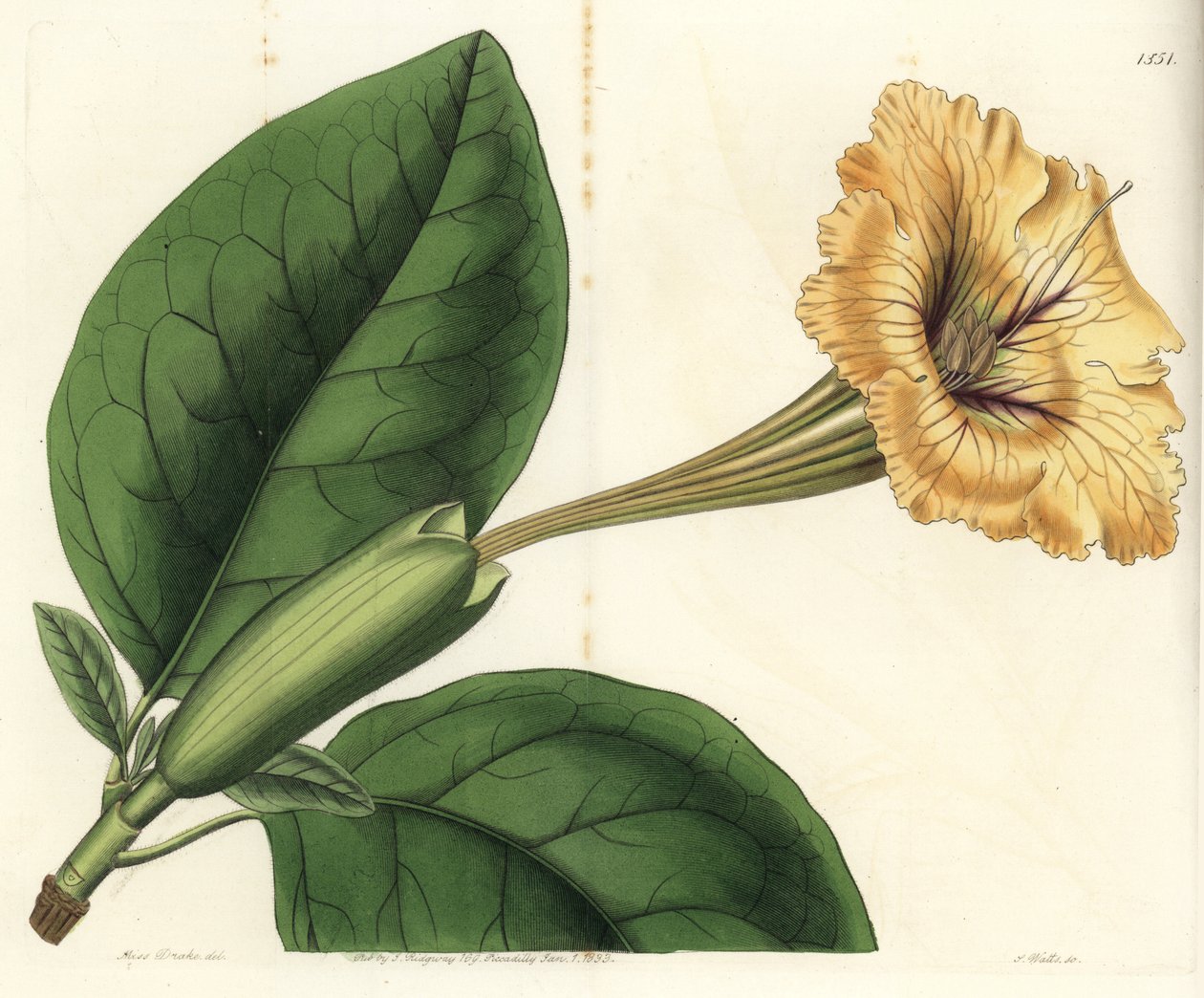 Solandra guttata da Sydenham Teast Edwards