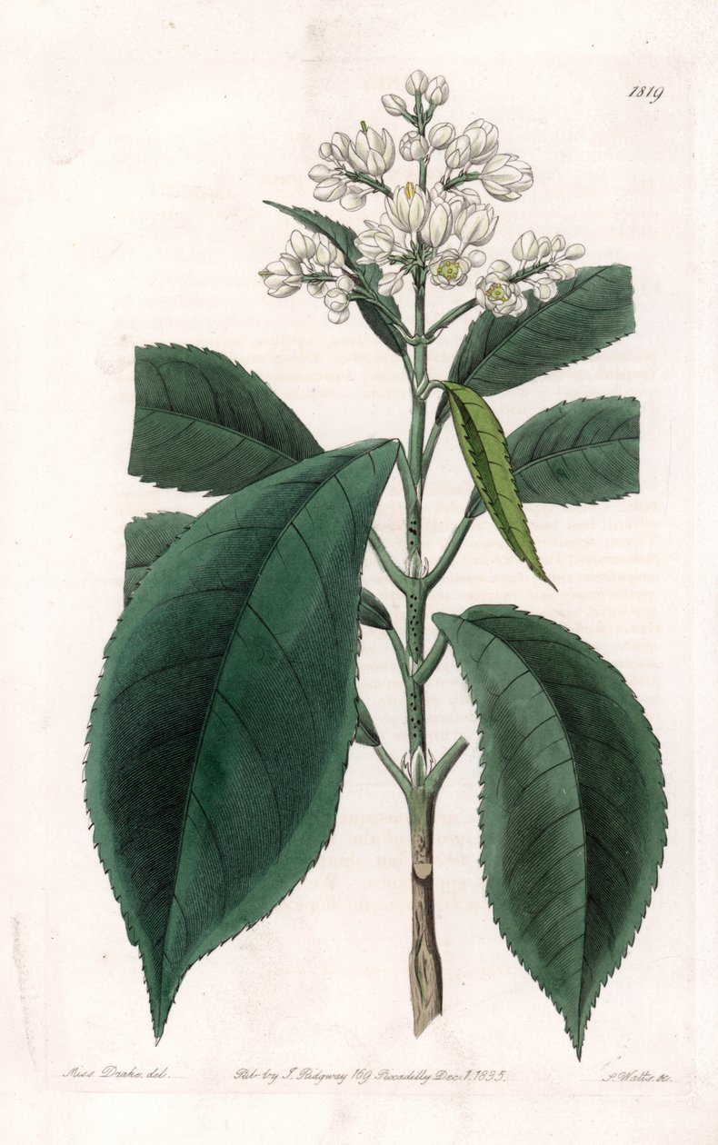 Turpinia Varietà da Sydenham Teast Edwards