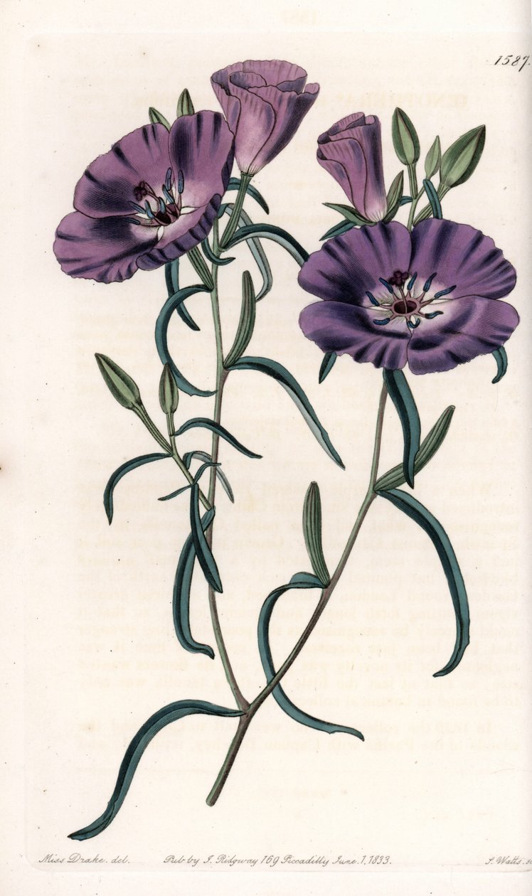 Varietà di Clarkia, nativa del Sud America (incisione di S.Watts, illustrazione di Sarah Anne Drake, dal Botanical Register di Sydenham Edwards) da Sydenham Teast Edwards