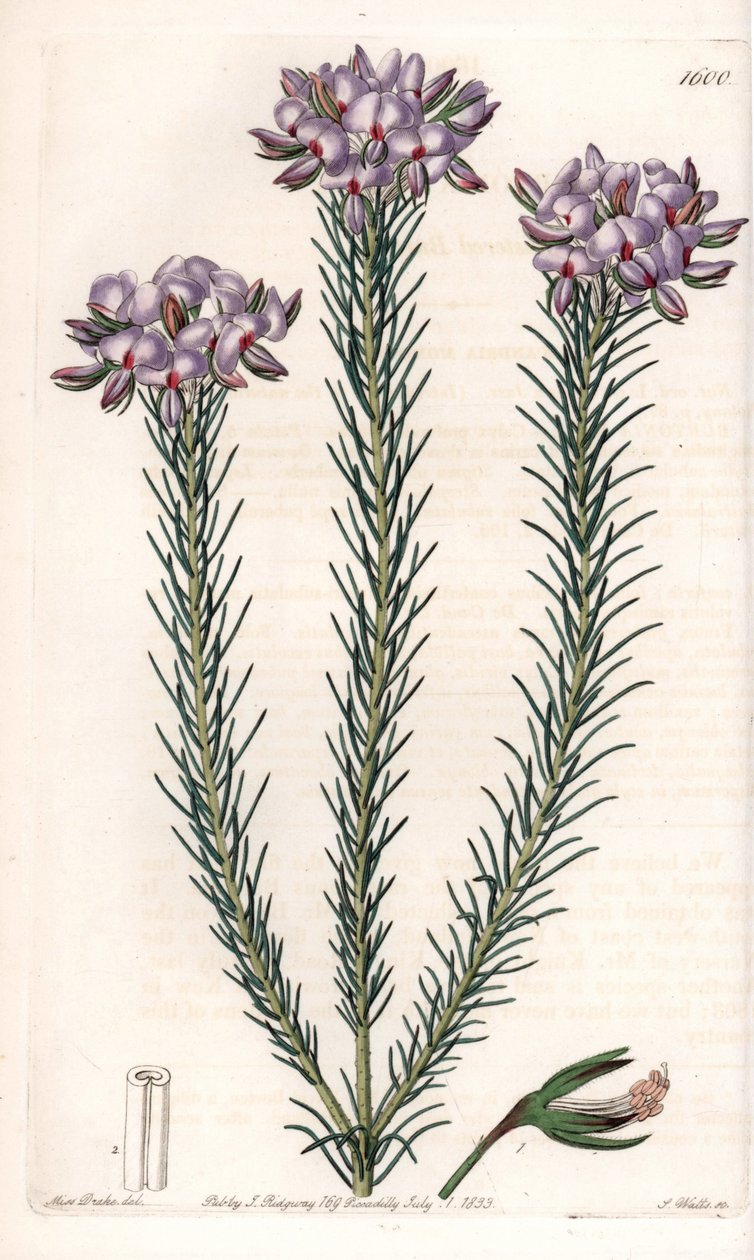 Gompholobium, varietà di leguminose da Sydenham Teast Edwards