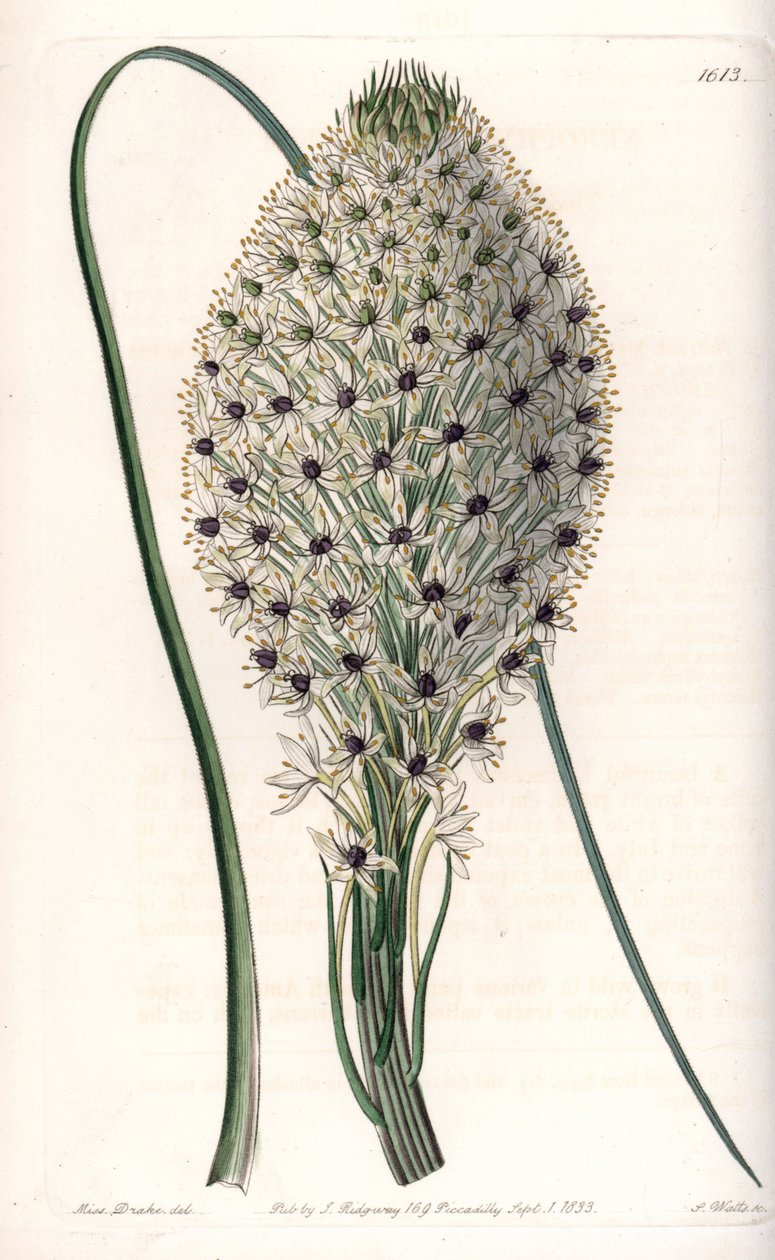 Helonias asphodeloides da Sydenham Teast Edwards