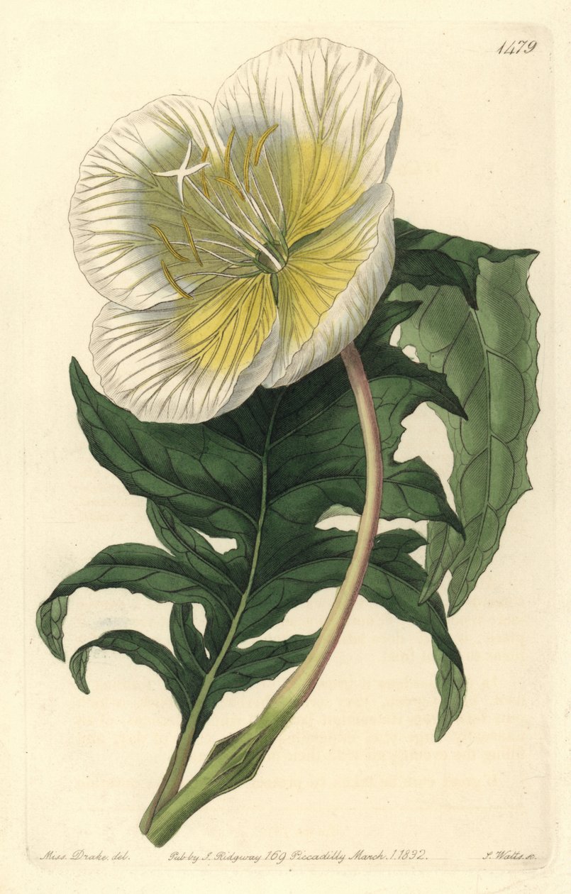 Oenothera anisoloba da Sydenham Teast Edwards
