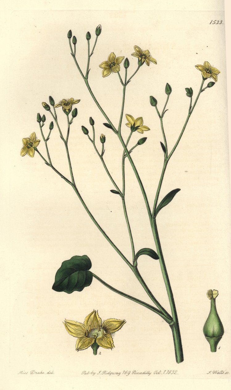 Varietà di villarsia, endemica dell