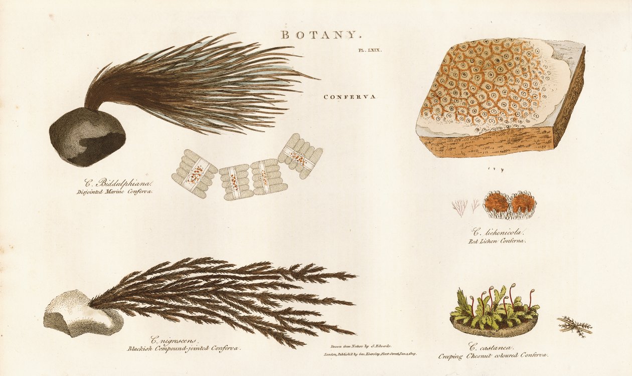 Varie specie di alghe (Conferva) da Sydenham Teast Edwards