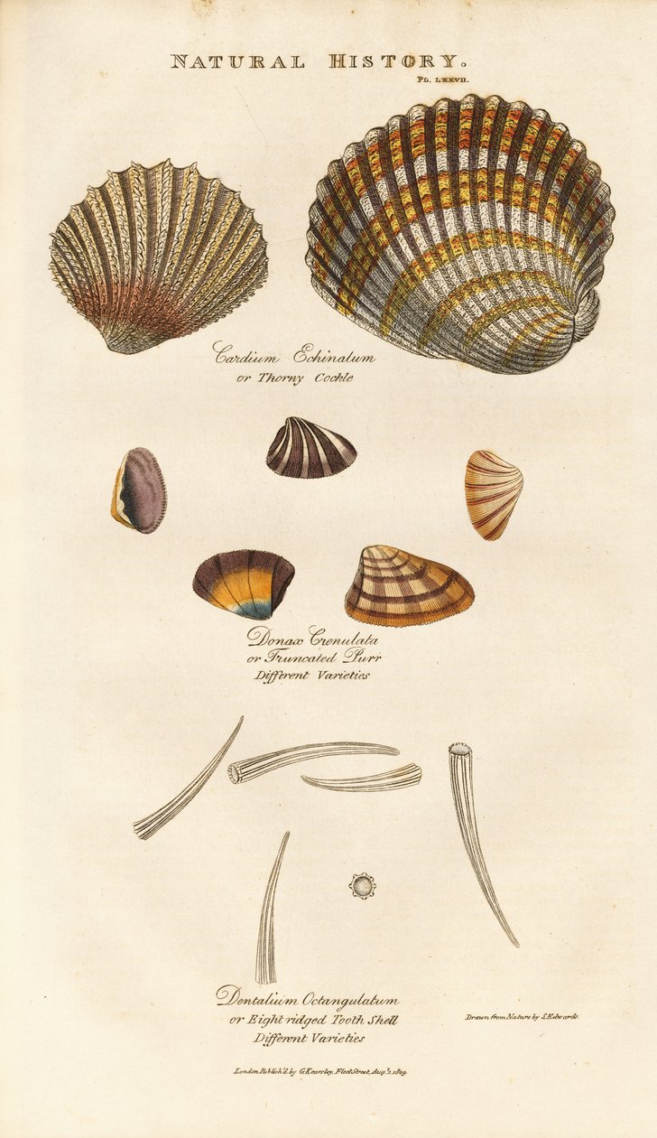 Varie specie di conchiglie da Sydenham Teast Edwards