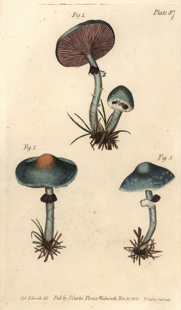 Fungo verdigris, Stropharia aeruginosa da Sydenham Teast Edwards
