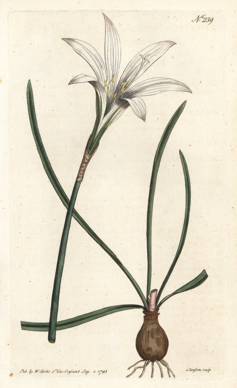 Amaryllis della Virginia - Zephyranthes atamasco (Amaryllis atamasco) - Incisione a mano colorata a rame di Sansom da un