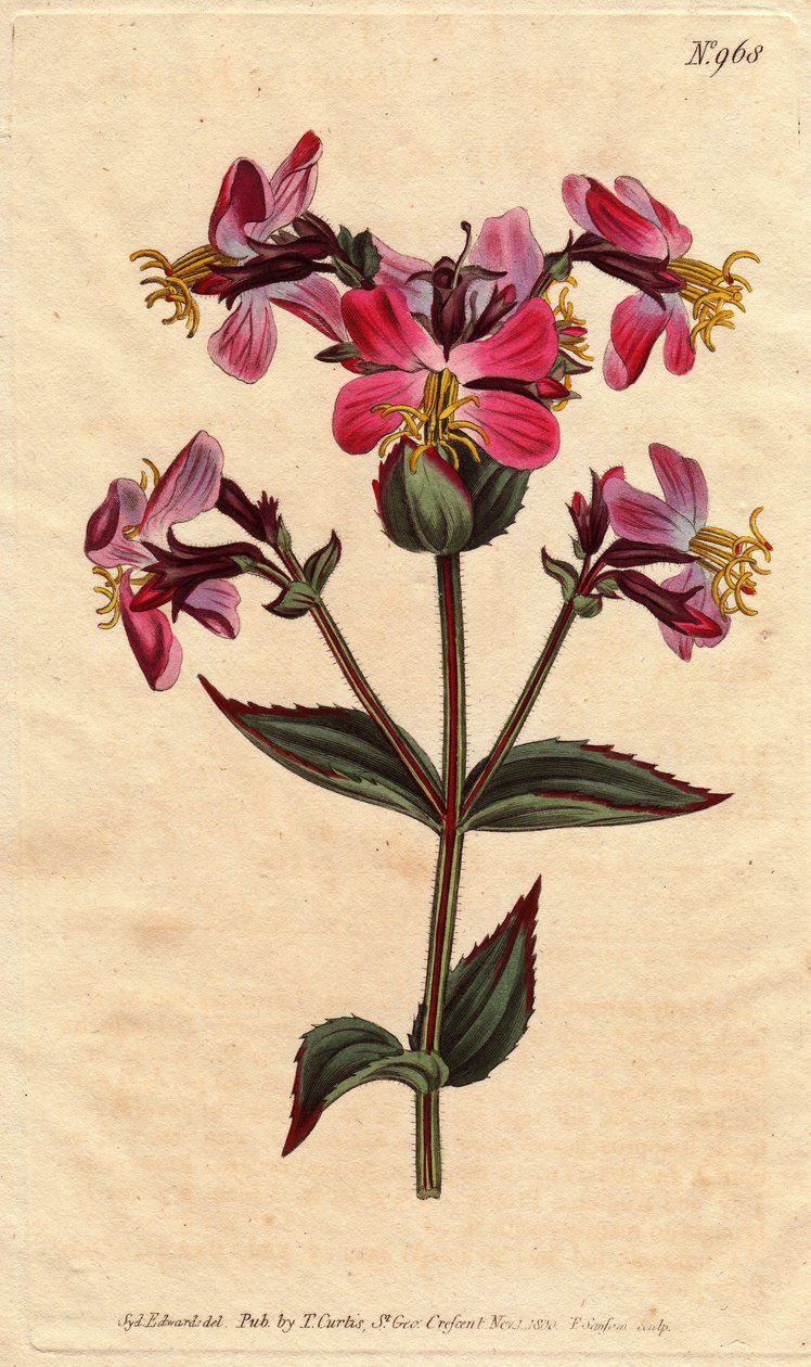 Rhexia della Virginia, con fiori viola e rosa da Sydenham Teast Edwards