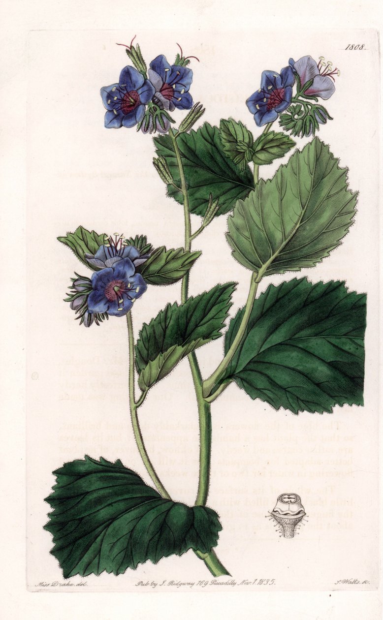 Phacelia viscosa da Sydenham Teast Edwards
