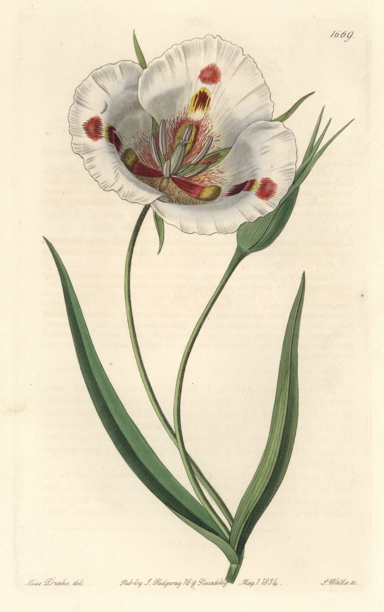 Calochorte a fiori bianchi (mariposa), nativa della California da Sydenham Teast Edwards
