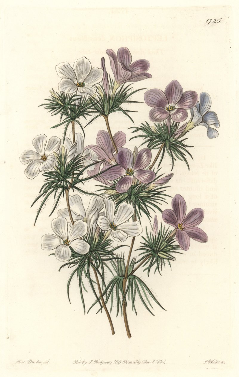 Leptosiphon bianco e viola da Sydenham Teast Edwards