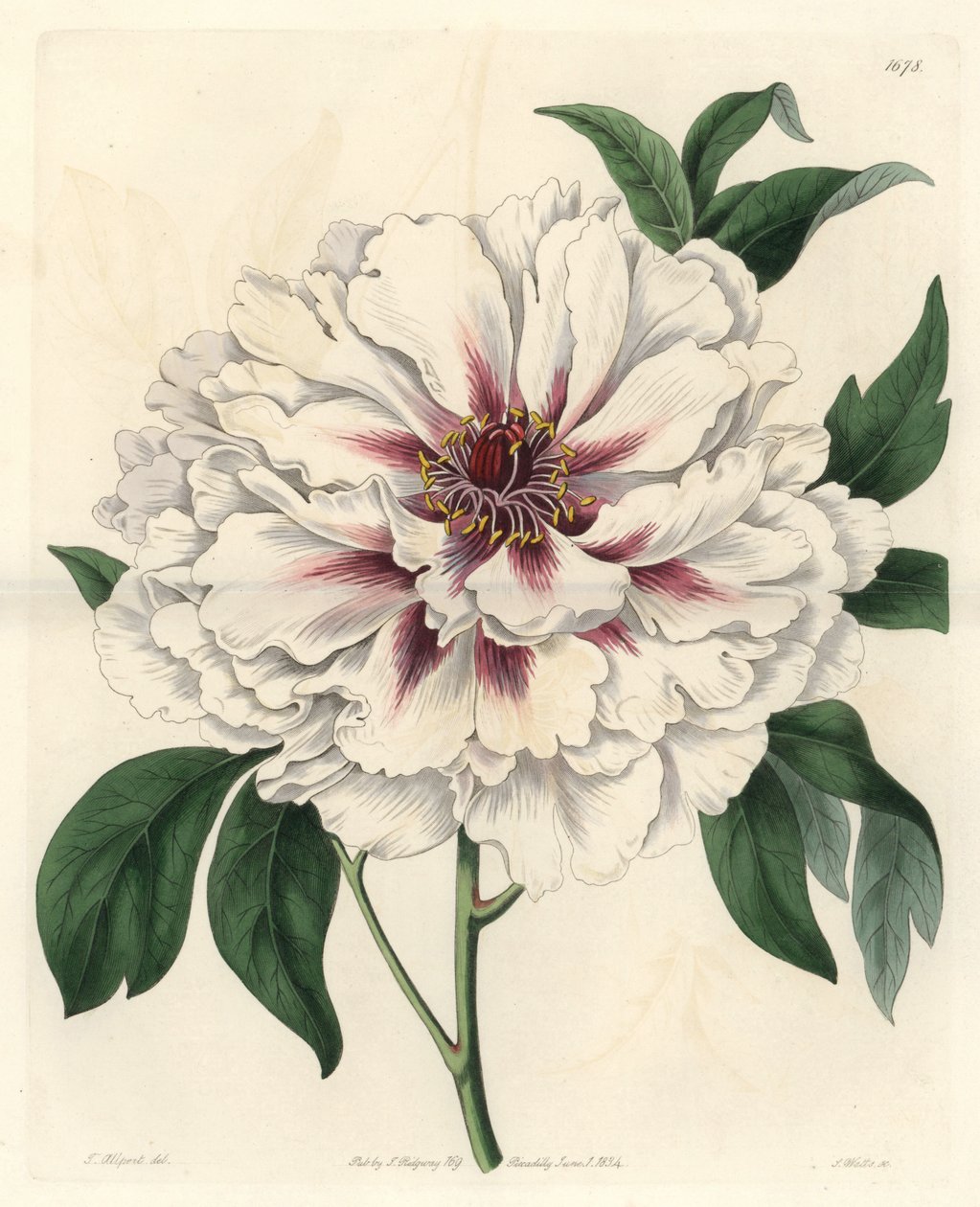 Peonia arbustiva bianca da Sydenham Teast Edwards