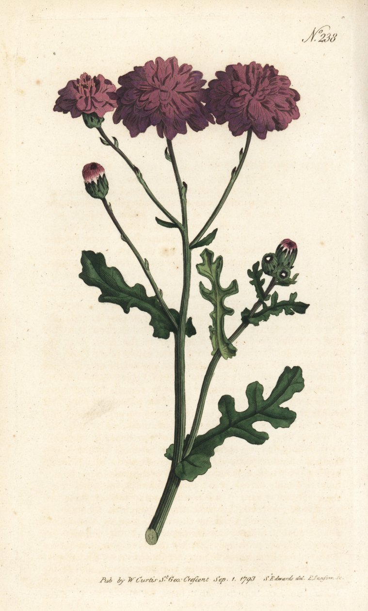 Cineraria selvatica - Senecio elegans da Sydenham Teast Edwards
